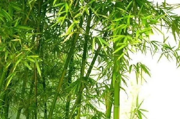 植物移栽|竹子怎么移植 掌握移栽时间和方法是关键
