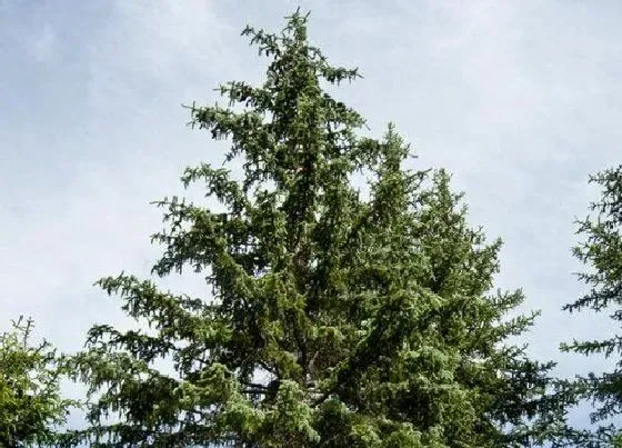 种植位置|云杉树可以种在院子里吗