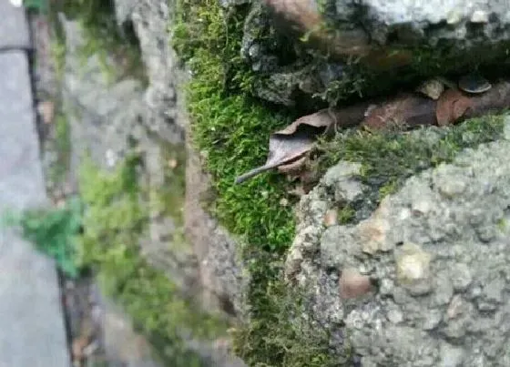 植物百科|墙藓是什么植物类别