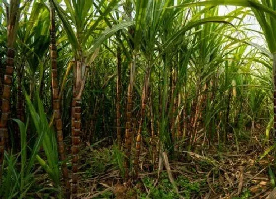 种植管理|甘蔗耐涝吗