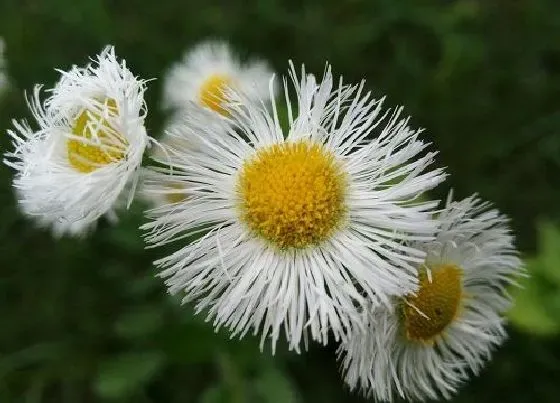 开花时间|野菊花一年开几次花