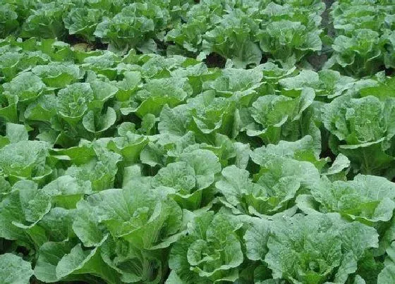 植物播种|蔬菜种子怎么种植