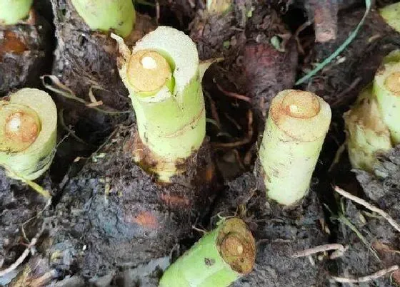 冬天植物|芋头不挖出来能过冬吗 芋头留在地里会冻坏吗