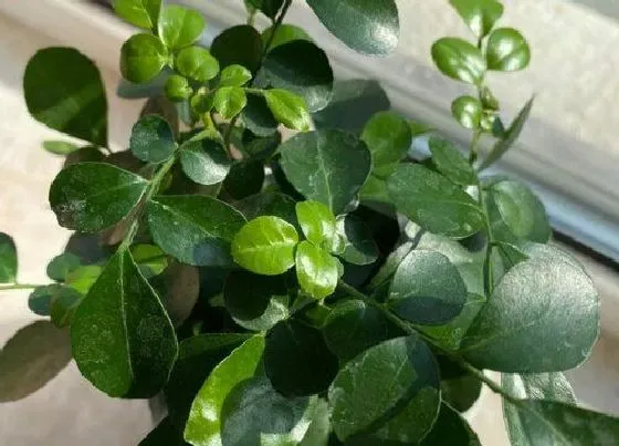 植物毒性|九里香花有毒吗 可以放在室内养吗