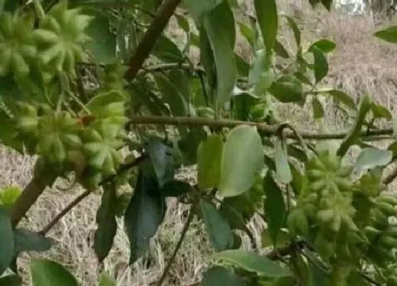 种植管理|八角的生长周期是多长时间
