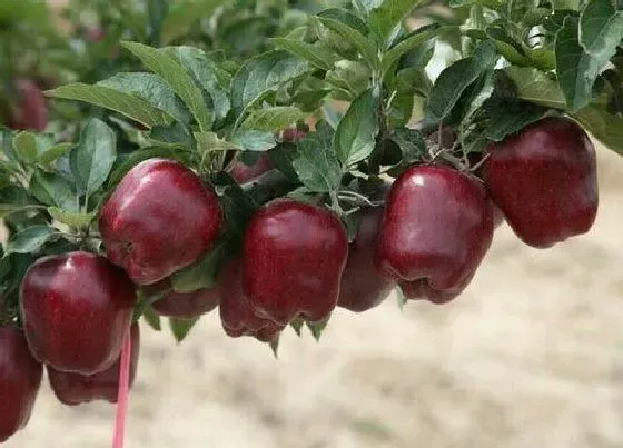 水果科普|蛇果是什么季节的水果