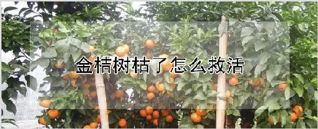 金桔树枯了怎么救活 | 种植资料