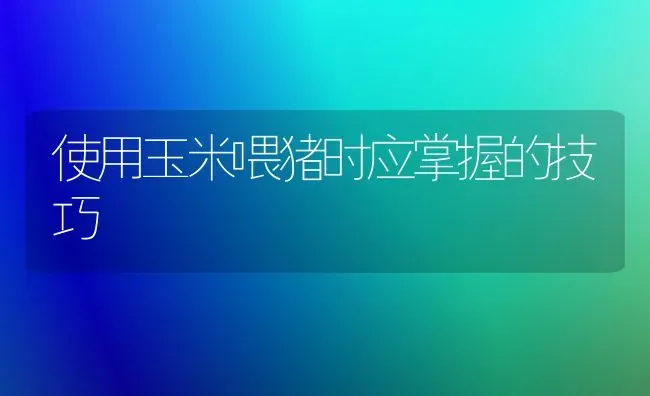 使用玉米喂猪时应掌握的技巧 | 粮油作物种植