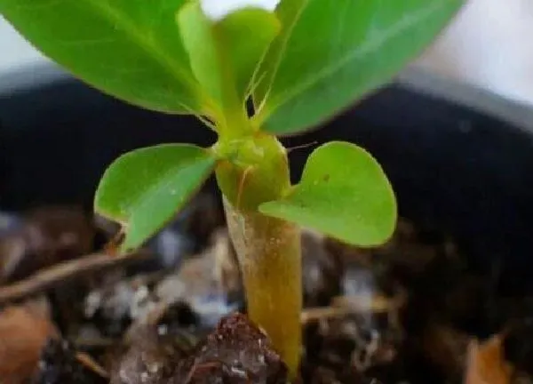 植物扦插|虎刺梅扦插时间和方法
