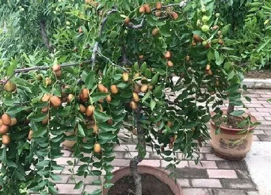 植物播种|枣树种子怎么种植