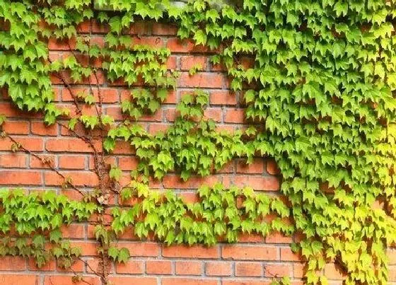 植物百科|爬山虎属于什么类植物 属于落叶木质藤本植物
