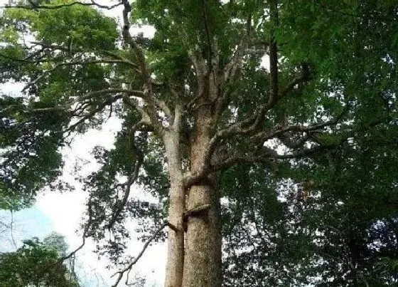 植物百科|金丝楠木生长在什么地方