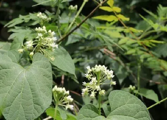 植物百科|何首乌开花吗 开花是什么样子的