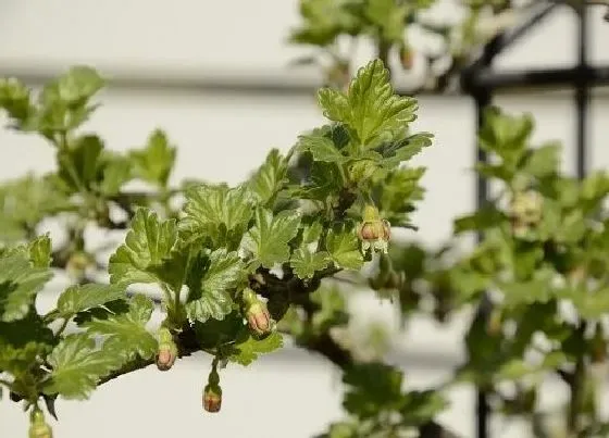 植物百科|猕猴桃是雌雄同株吗