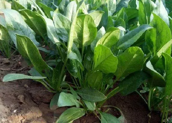 冬天植物|菠菜耐多少度低温
