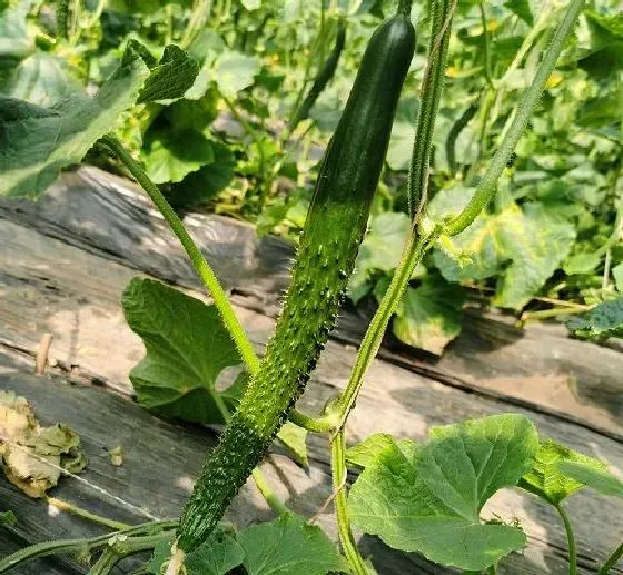 食用技巧|黄瓜怎么挑选好吃的