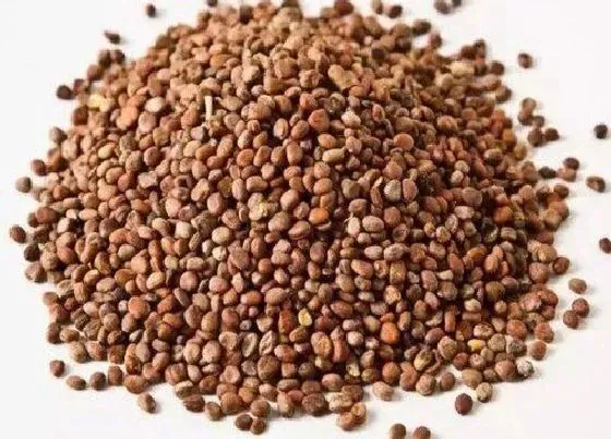 植物播种|蔬菜种子怎么种植