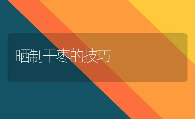 晒制干枣的技巧 | 瓜果种植
