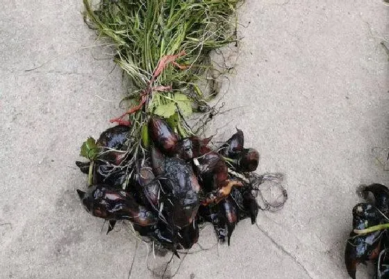 植物播种|菱角怎么留种子