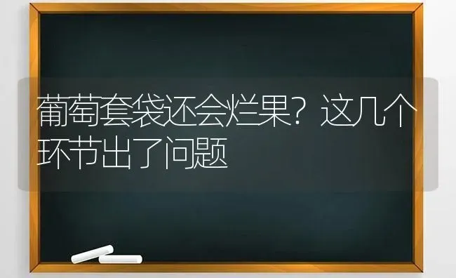 葡萄套袋还会烂果？这几个环节出了问题 | 瓜果种植