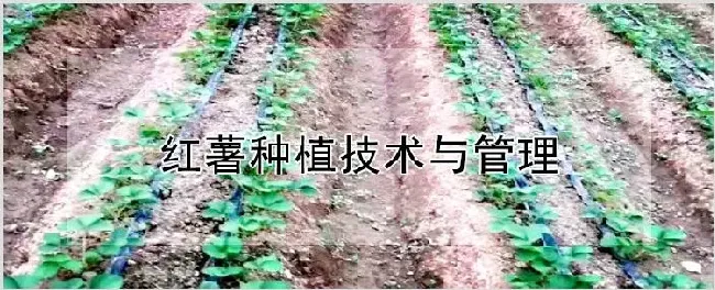 红薯种植技术与管理 | 耕种资料