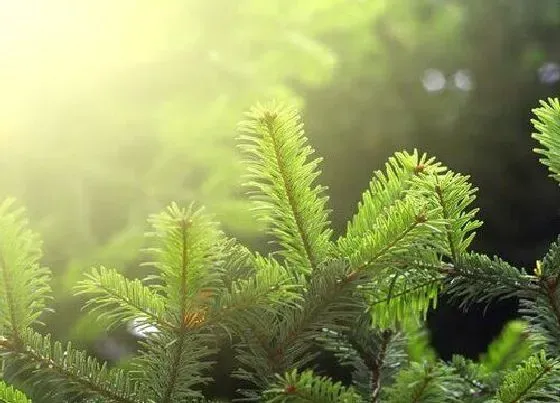 种植位置|云杉树可以种在院子里吗