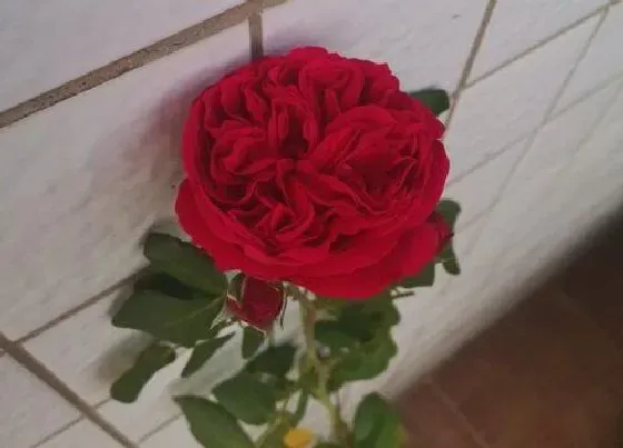 花语|红玫瑰的花语和寓意