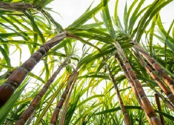 种植管理|河南地区甘蔗几月份种植合适