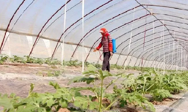 植物虫害|蔬菜大青虫用什么药杀死（青菜上的青虫处理防治方法）