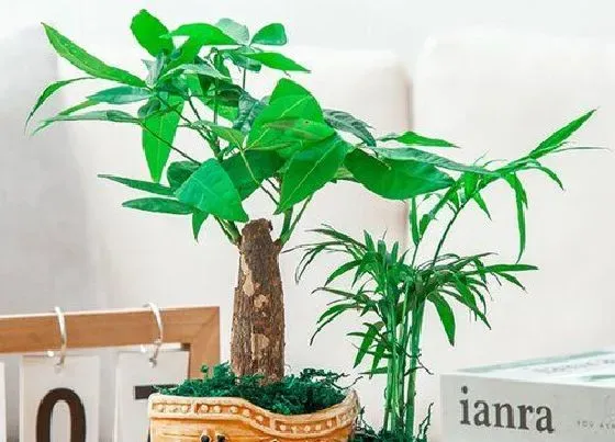 植物繁殖|招财树扦插繁殖方法和注意事项