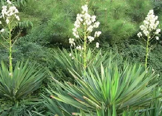 植物百科|剑麻长在什么地方