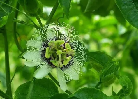 开花时间|百香果一年开几次花