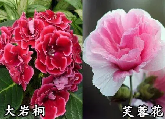 植物种类|大岩桐和芙蓉花是一种花吗