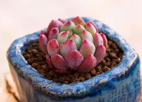 植物繁殖|蓝豆多肉怎么繁殖方法和注意事项