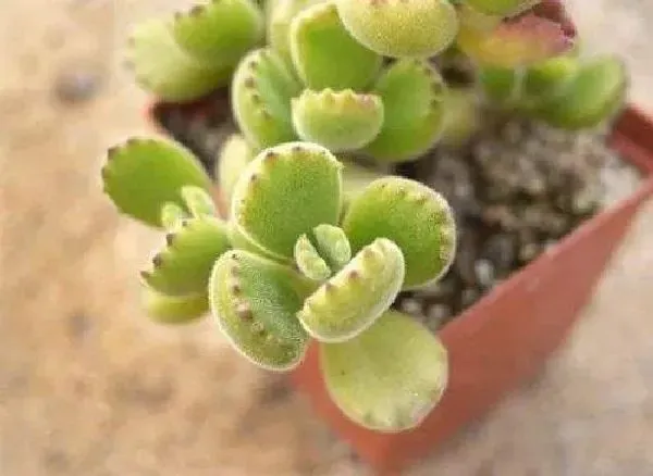 植物浇水|熊童子怎么浇水方法 一次浇多少水合适