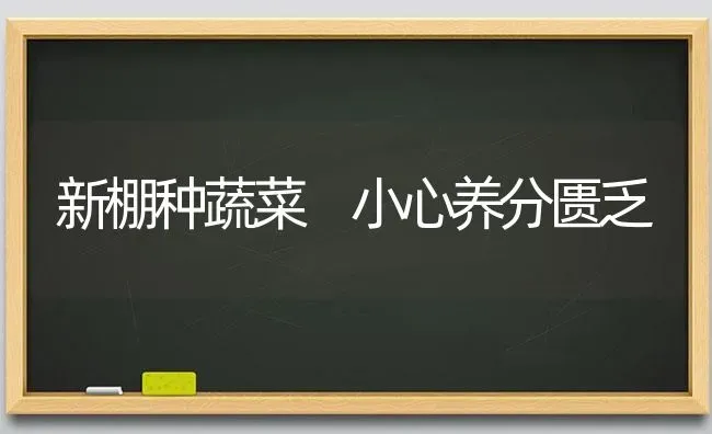 新棚种蔬菜 小心养分匮乏 | 蔬菜种植