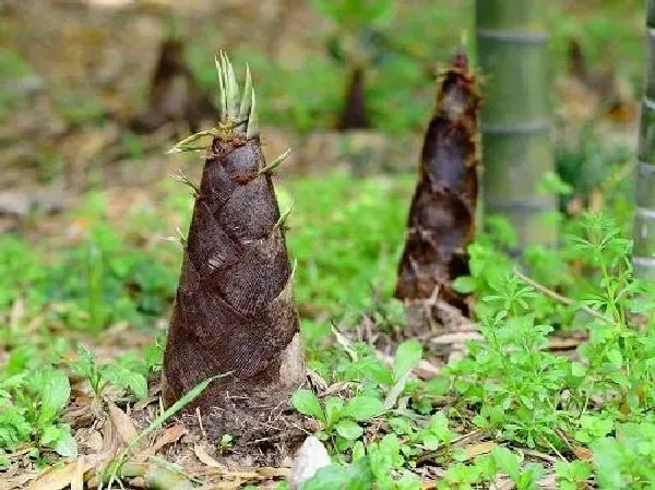 植物移栽|竹子怎么移植 掌握移栽时间和方法是关键