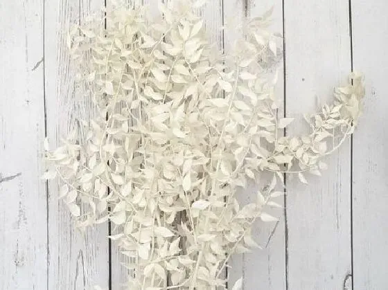 植物百科|银杉是什么植物类别 属于什么科植物