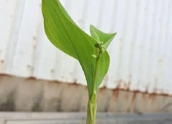 花语|什么花代表幸运