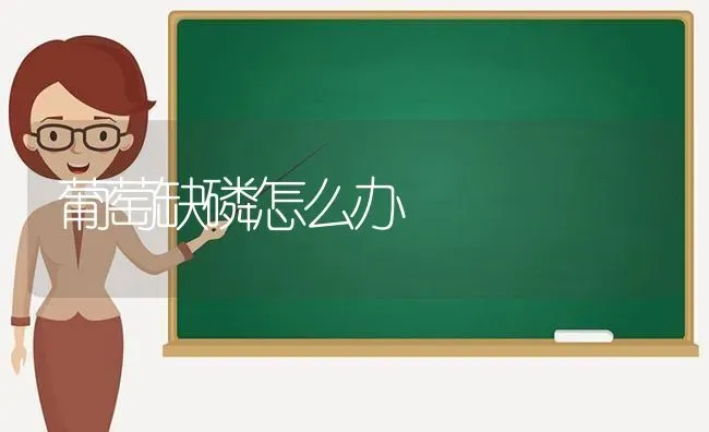 葡萄缺磷怎么办 | 瓜果种植