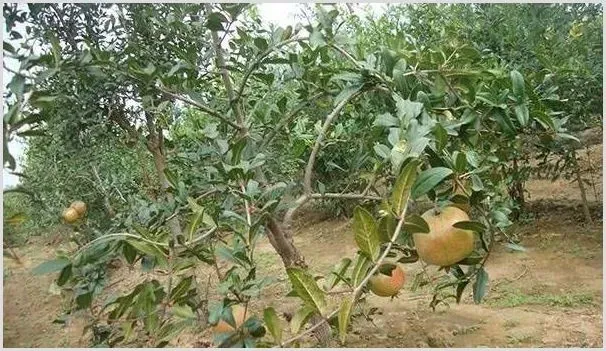 石榴树如何施肥？这两种施肥方法介绍给你！ | 农业科普