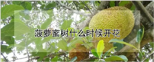 菠萝蜜树什么时候开花 | 养殖技术