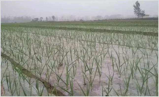 大蒜根烂原因及防治措施介绍 | 种植技术