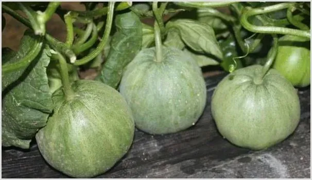 甜瓜的种植方法及盆栽技巧 | 养殖技术