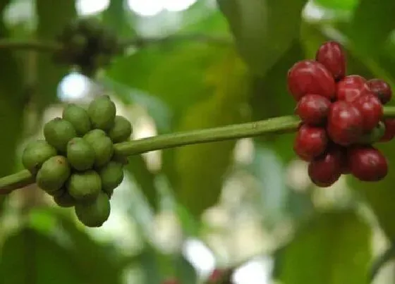 种植管理|咖啡的生长周期是多长时间