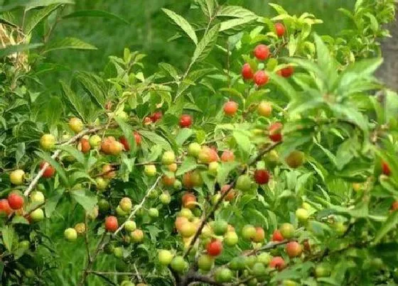 植物种类|郁李是乔木还是灌木植物