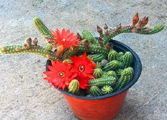 植物施肥|鼠尾掌施什么肥最好