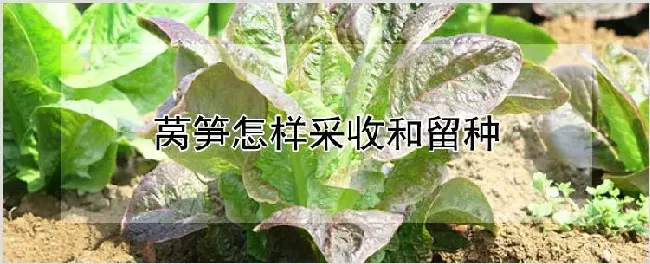 莴笋怎样采收和留种 | 种植技术