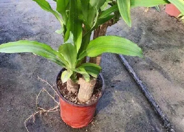 植物浇水|巴西木怎么浇水方法