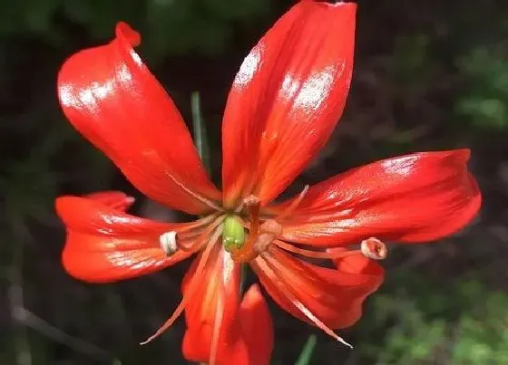 花期|山丹花期多久时间